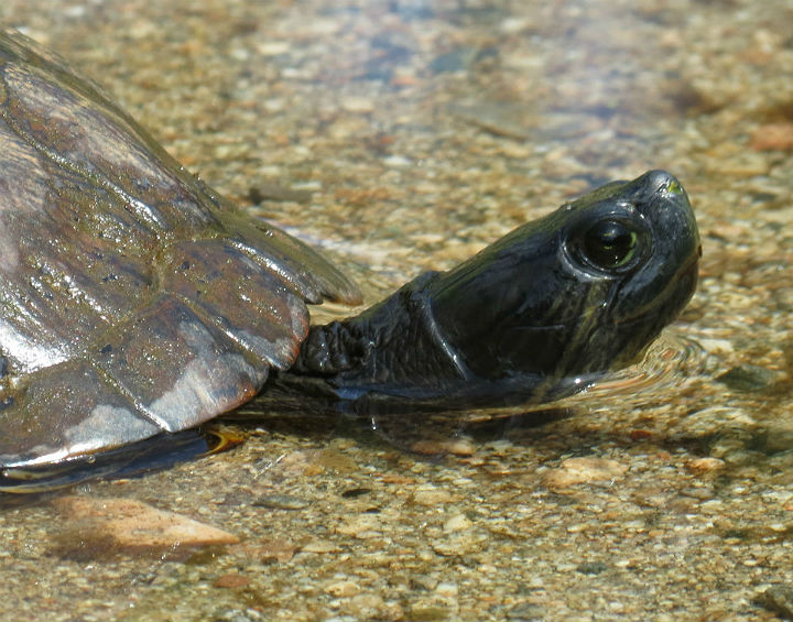 Melanistic Red-eared Slider